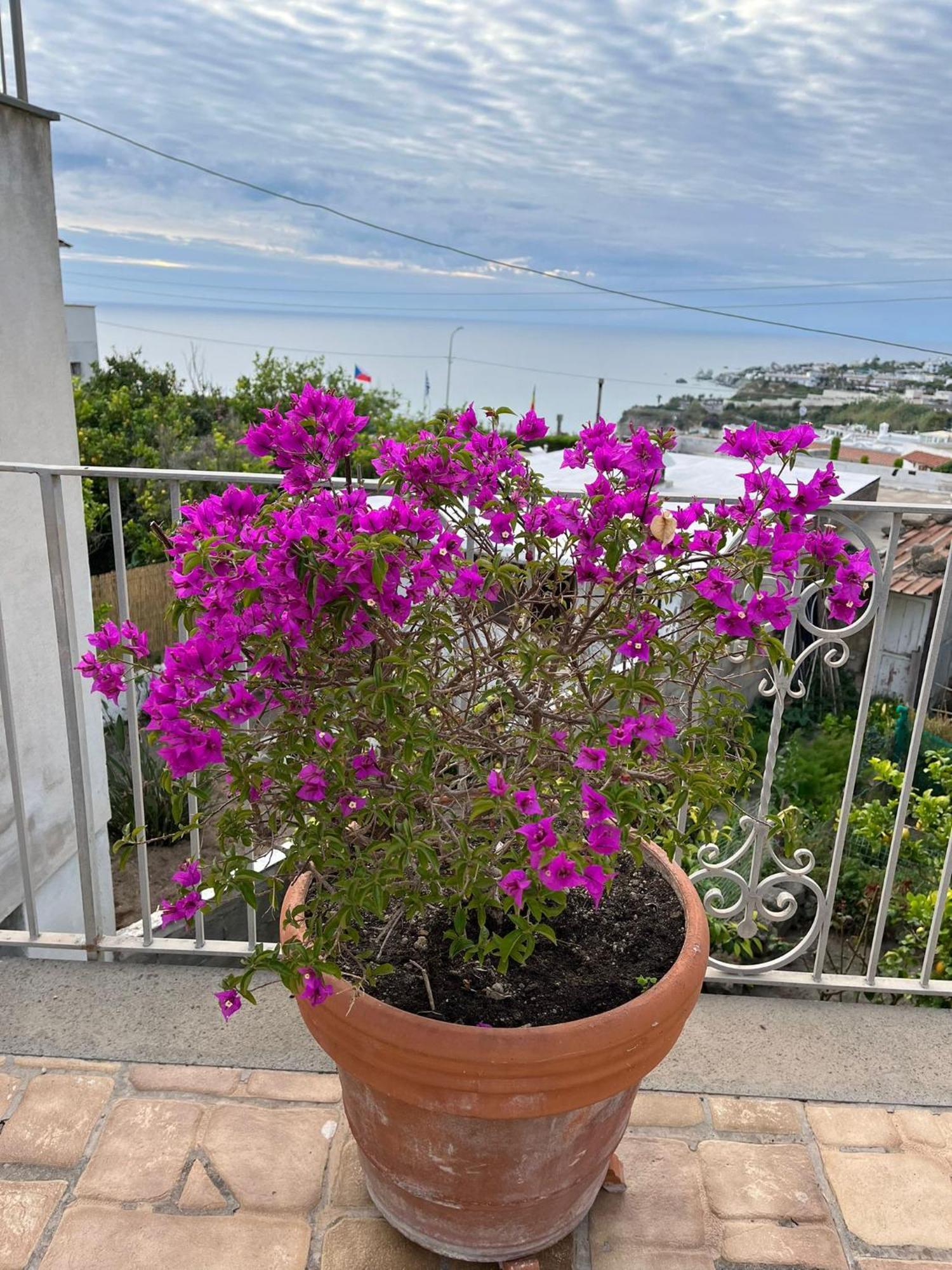 Chez Marie Ischia Villa Exteriör bild